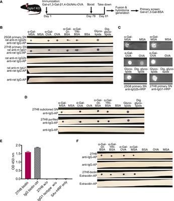 A novel monoclonal IgG1 antibody specific for Galactose-alpha-1,3-galactose questions alpha-Gal epitope expression by bacteria